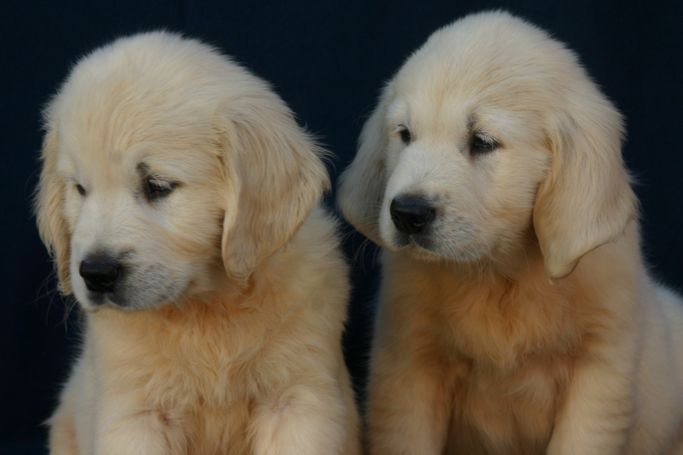 Fotografía de cachorros de Golden Retrievers 