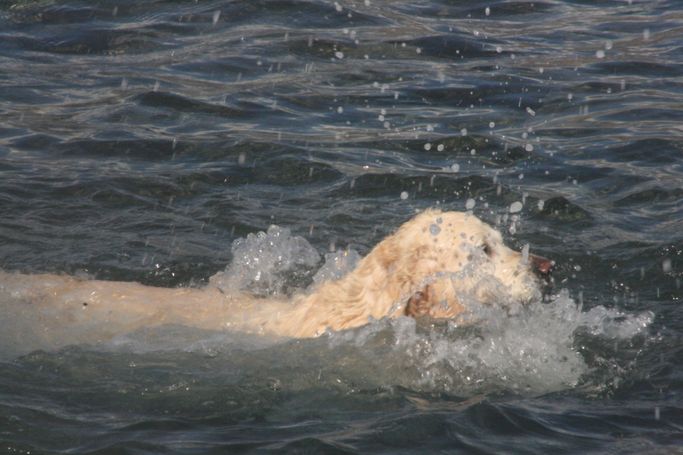 Retratos de mascotas